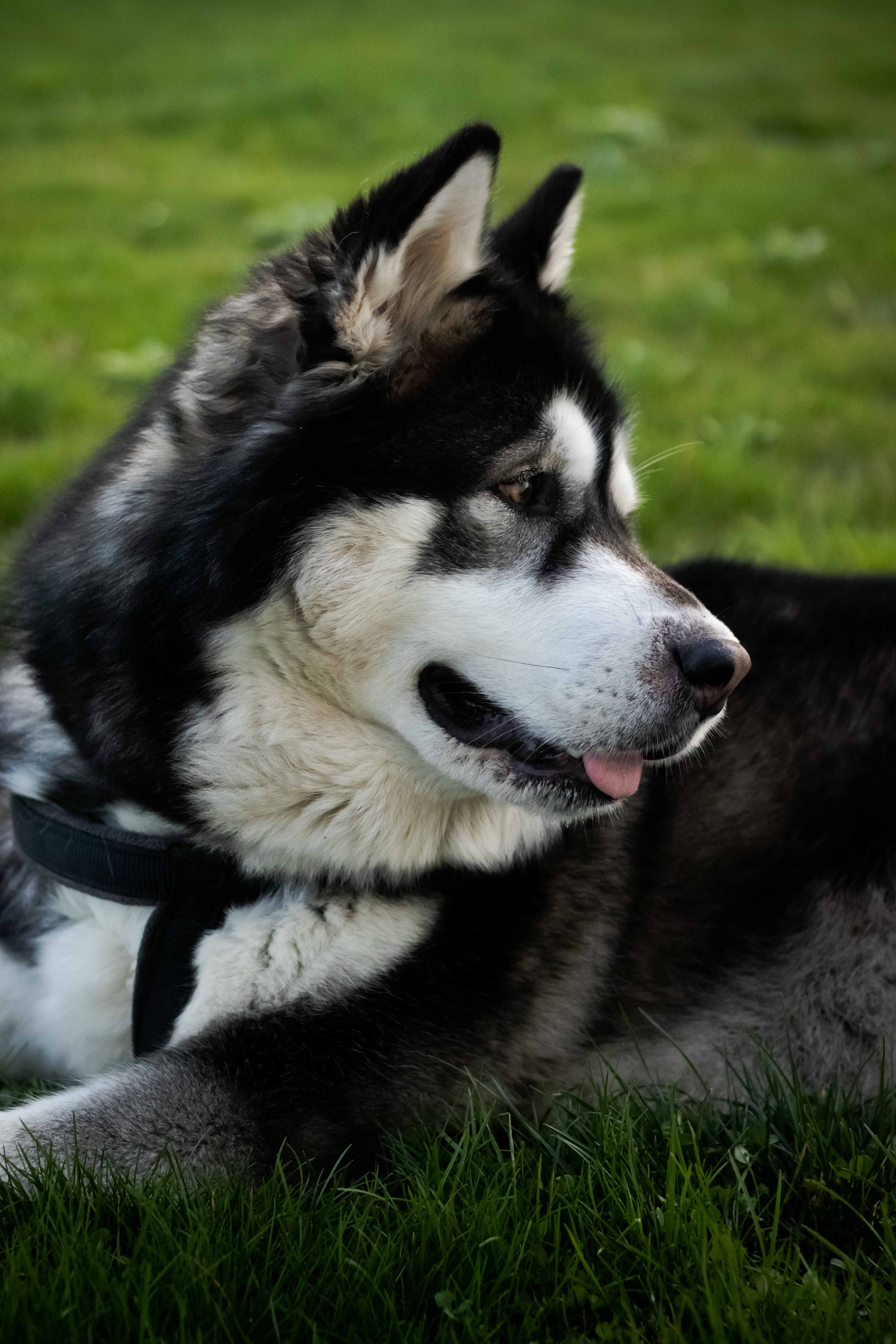 Photo d'un husky de coté tirant la langue